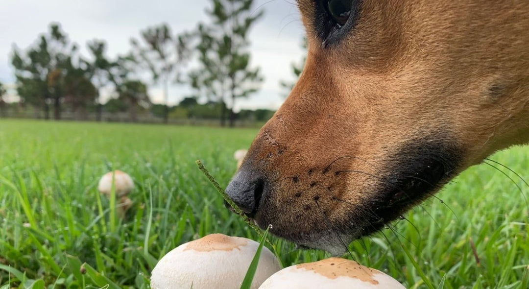 Can Dogs Have Mushrooms?
