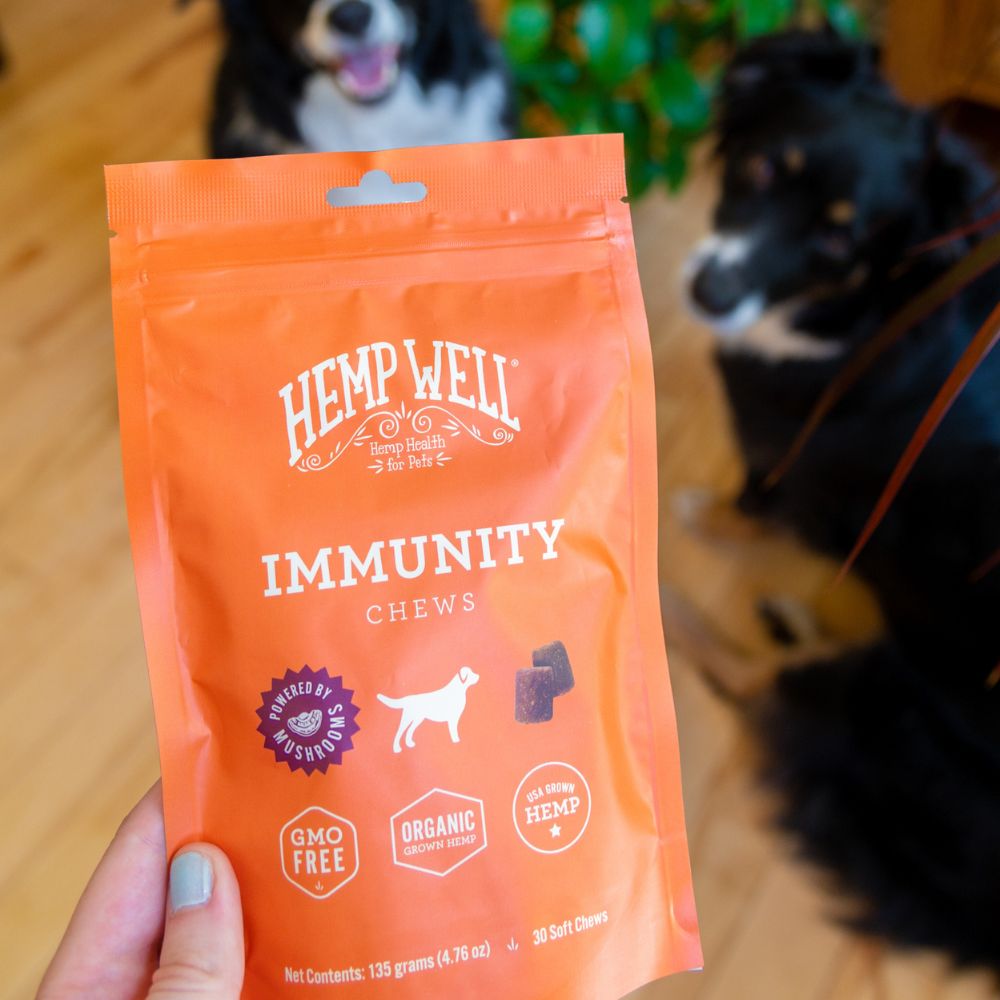 Can Mushrooms Benefit Dog Health? - Hemp Well