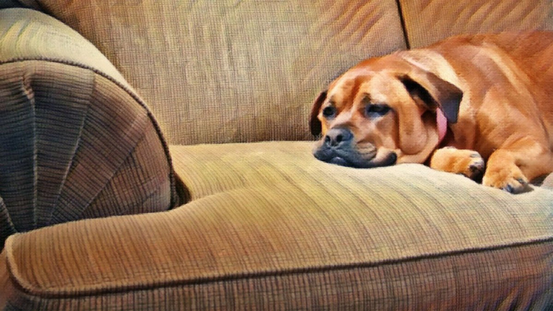 Can my Dog Overdose on CBD?