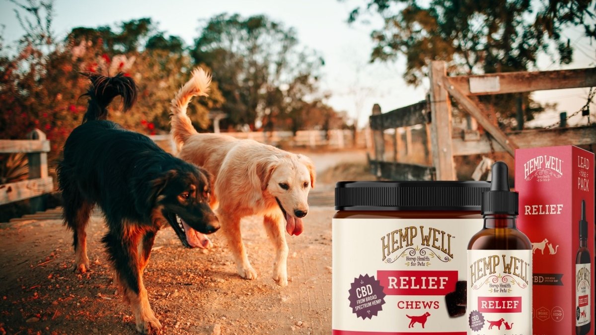 Can you give a dog CBD oil to calm them down? - Hemp Well