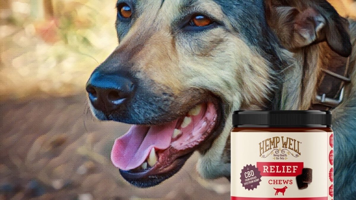 CBD and dry mouth: what you need to know - Hemp Well