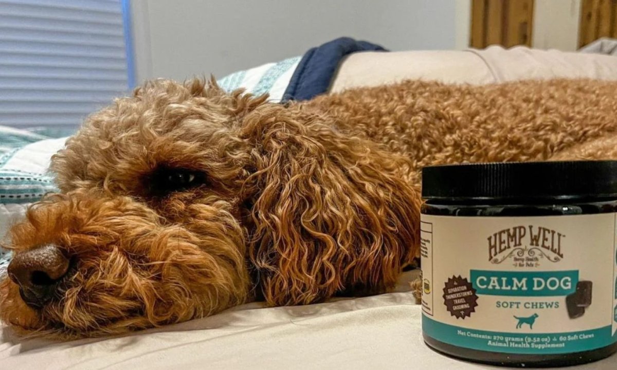 CBD Dog Treats for Anxiety: A Complete Guide