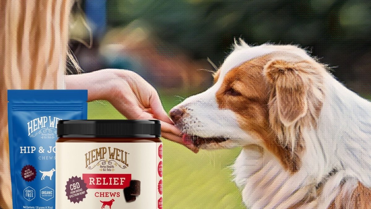 CBD dog treats near me: 6 wildly different places to score some - Hemp Well