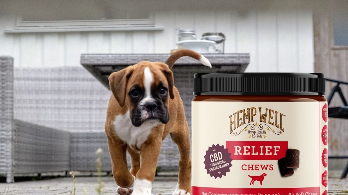 CBD For Boxers - Hemp Well