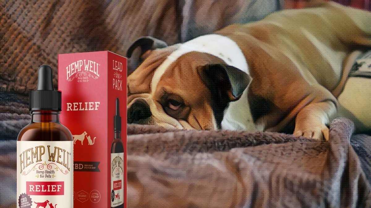 CBD For Bulldogs, Lead Your Pack to Better Health - Hemp Well