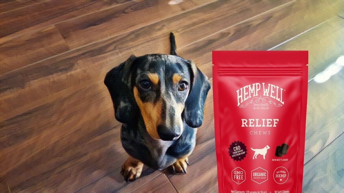 CBD For Dachshunds: 1 Very Good Reason Why - Hemp Well