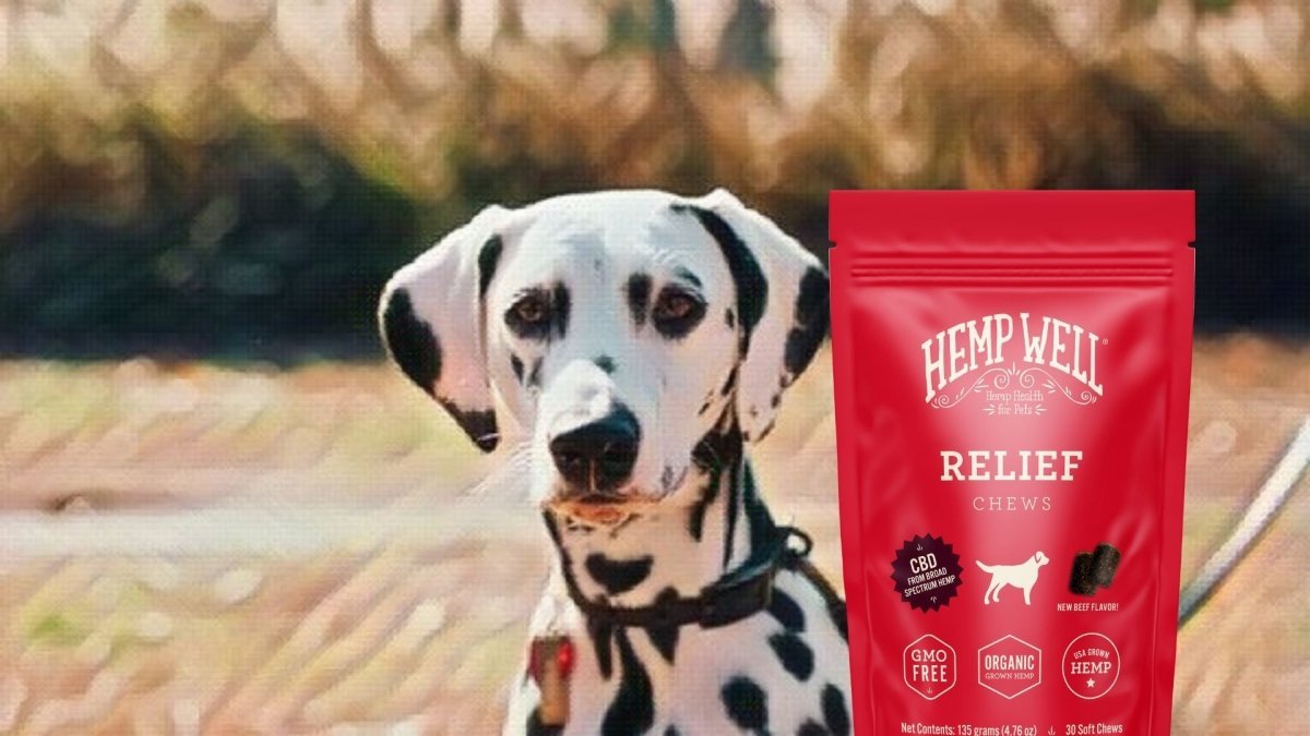 CBD For Dalmatians - Hemp Well