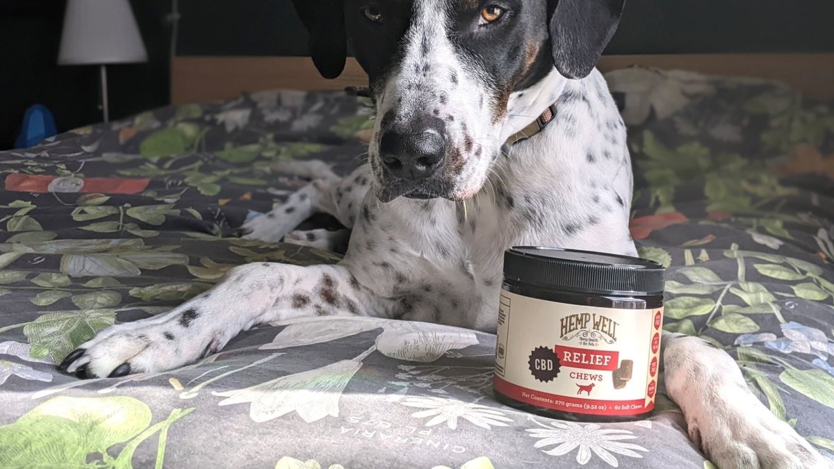 CBD for dogs, what parents are asking - Hemp Well