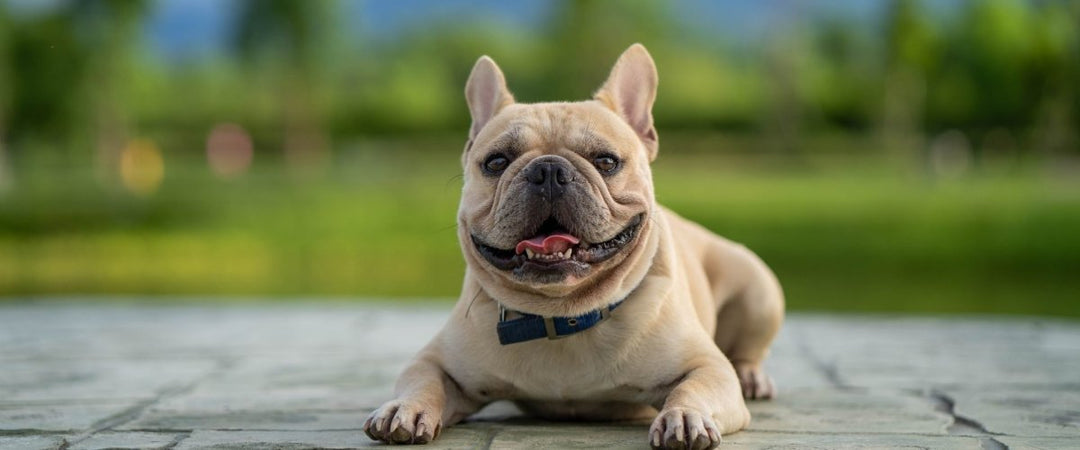 CBD For French Bulldogs