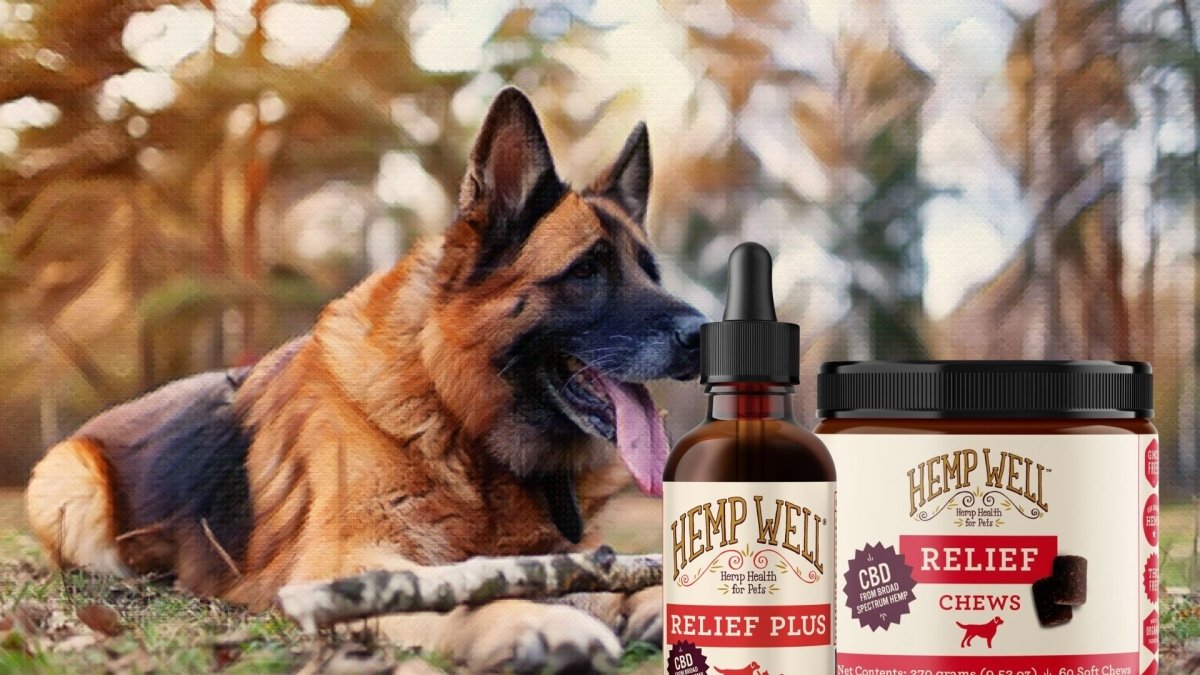 CBD For German Shepherd Dogs - Hemp Well