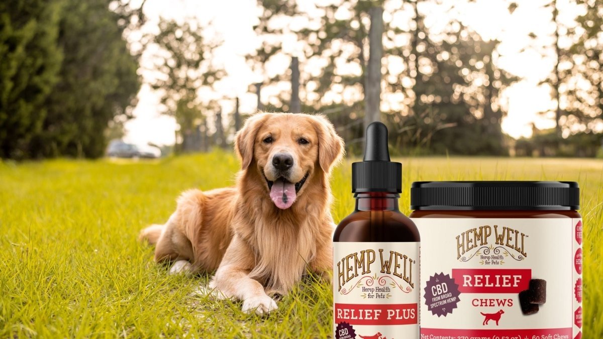 CBD For Golden Retrievers - Hemp Well