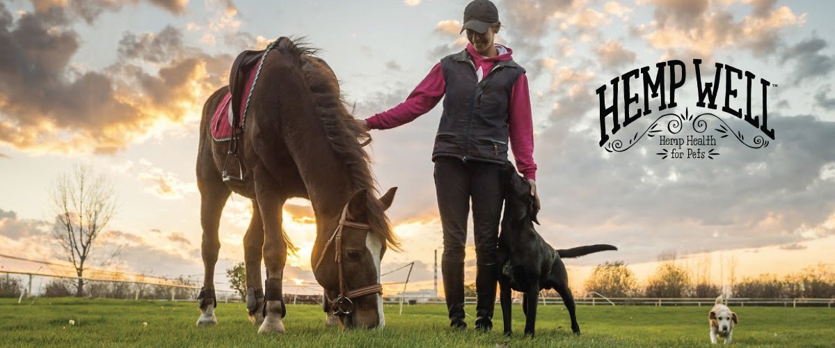 CBD For Horses: A Holistic Approach For Better Equine Health - Hemp Well