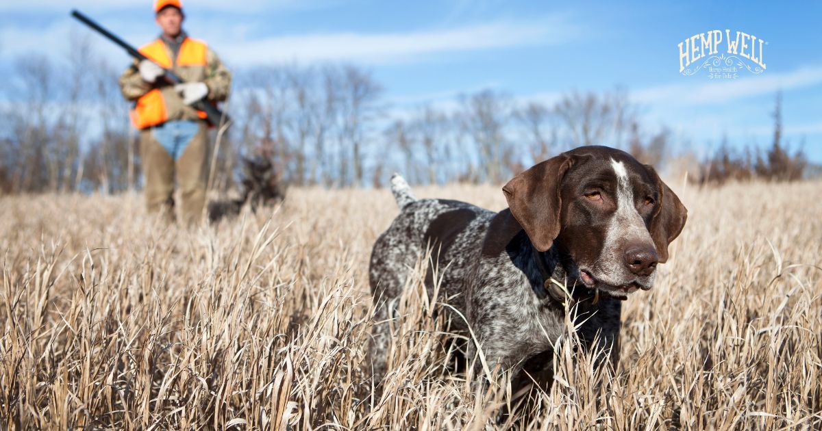CBD for hunting dogs