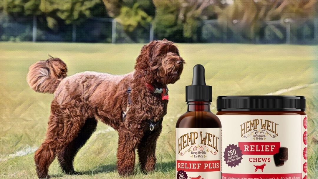 CBD For Labradoodles: 3 reasons to say yes!