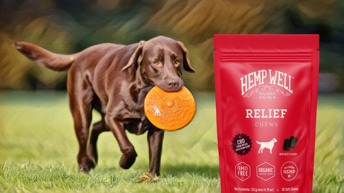 CBD For Labrador Retrievers - Hemp Well