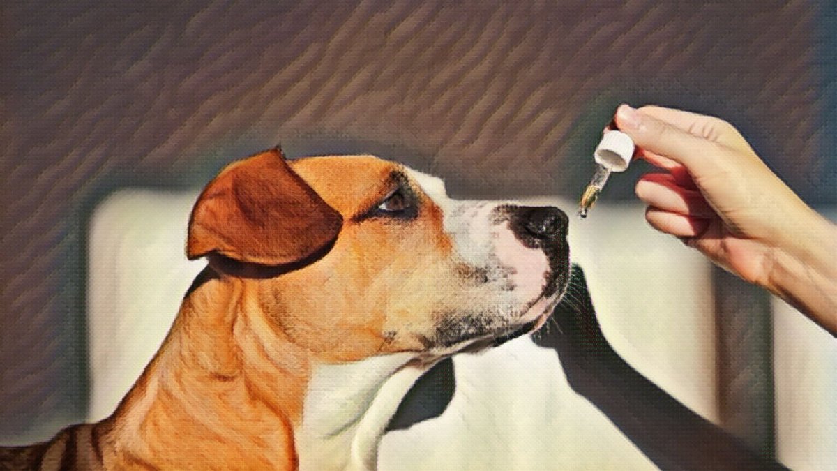 CBD for large dogs: what to look for and what to avoid - Hemp Well