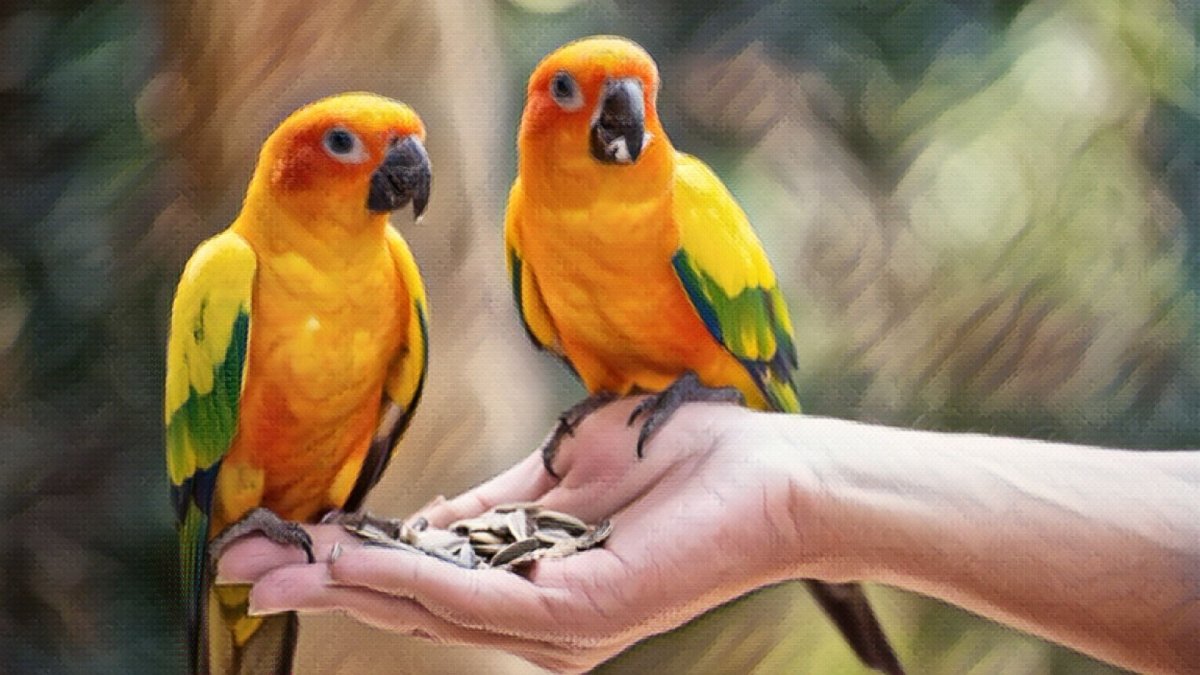 CBD For Parrots: Zero Adverse Events Reported - Hemp Well
