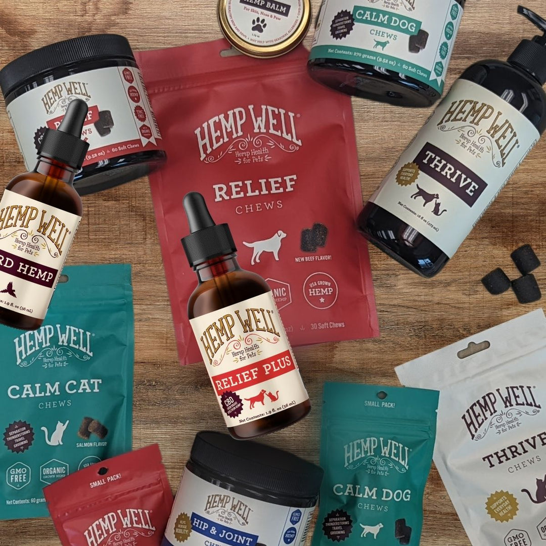 CBD For Pocket Beagles