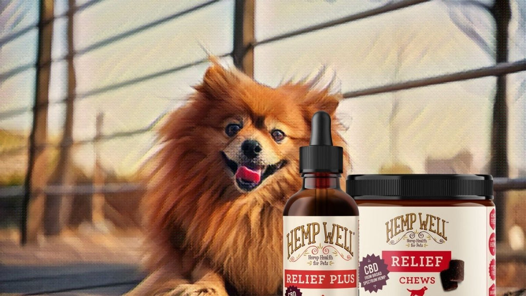 CBD For Pomeranians