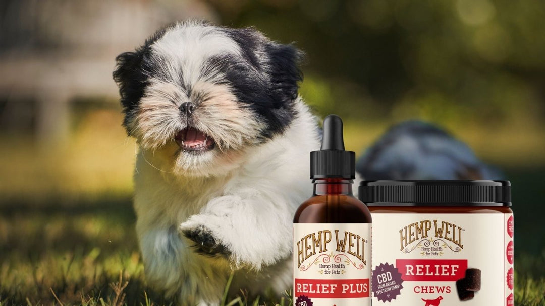 CBD For Shih Tzus