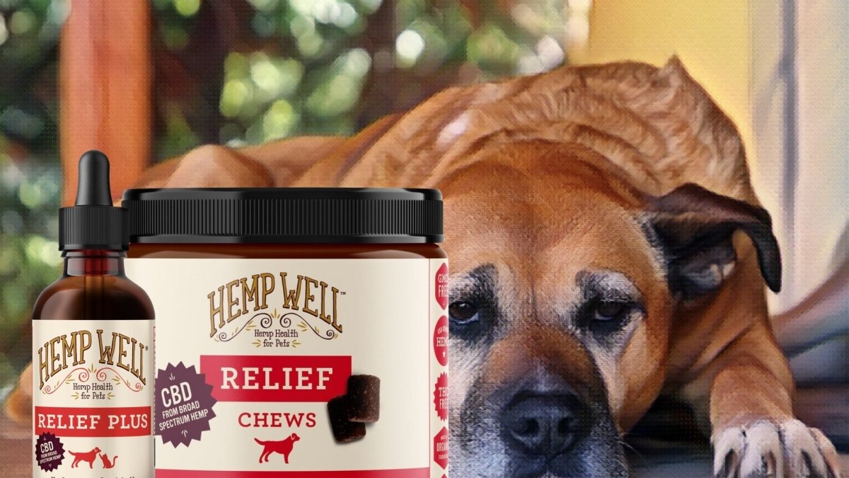 CBD oil for older dogs: What are the benefits and how to use it - Hemp Well