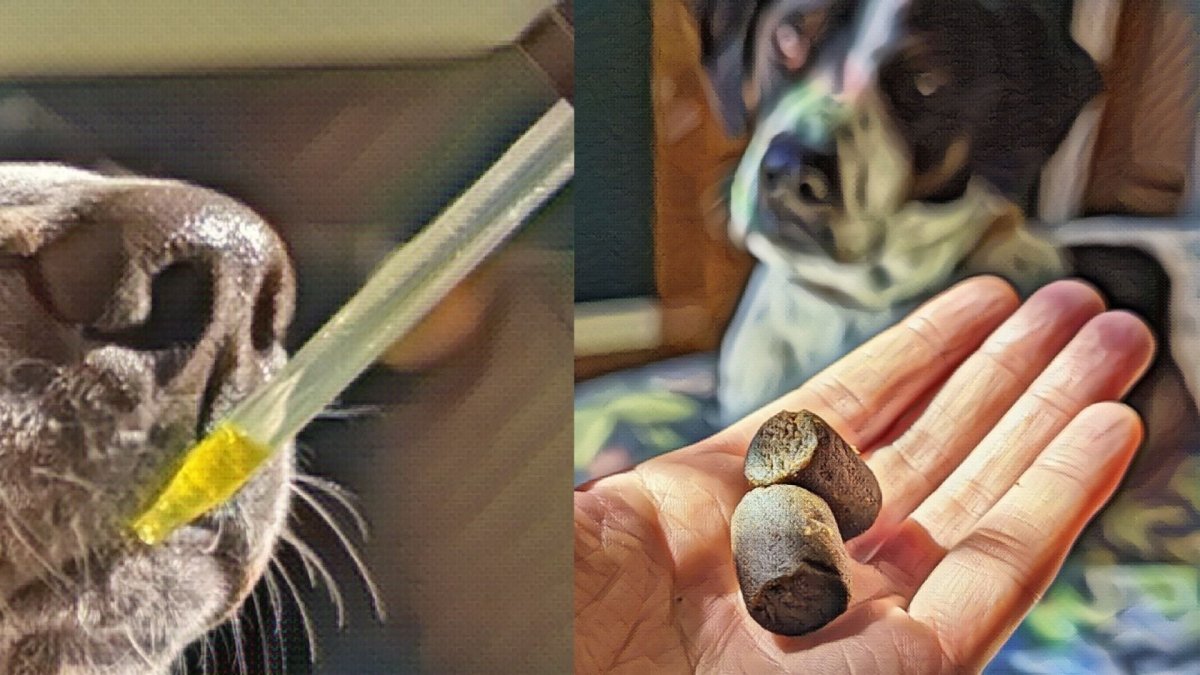 CBD Oil Or Treats For Dogs? We Just Asked 1000 Pet Parents. - Hemp Well