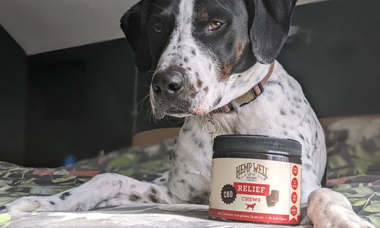 CBD Supplement for Dogs: Benefits, Safety & Tips for Pet Parents