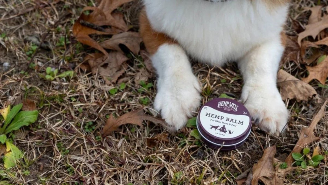 Dangers of Hot Asphalt on Dog Paws: Prevention and Care