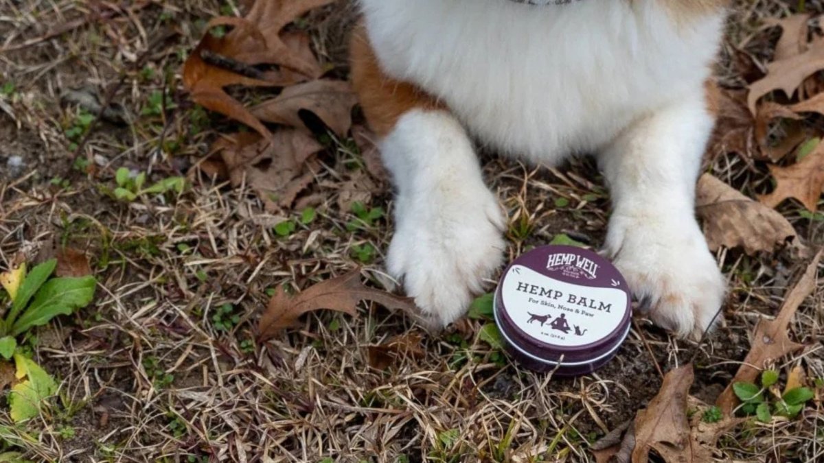 Dangers of Hot Asphalt on Dog Paws: Prevention and Care - Hemp Well