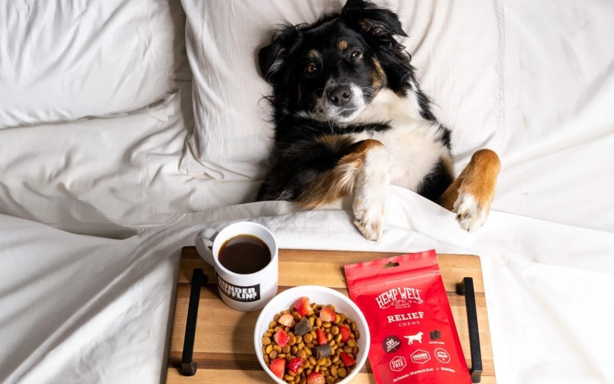 Discover Hemp Well: Trusted Hemp-Based Pet Products at Leading Retailers - Hemp Well