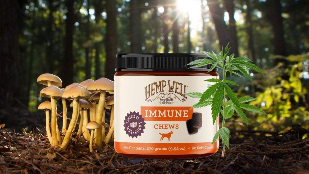 Discover the Benefits of Hemp and Mushroom Treats for Your Dog's Health