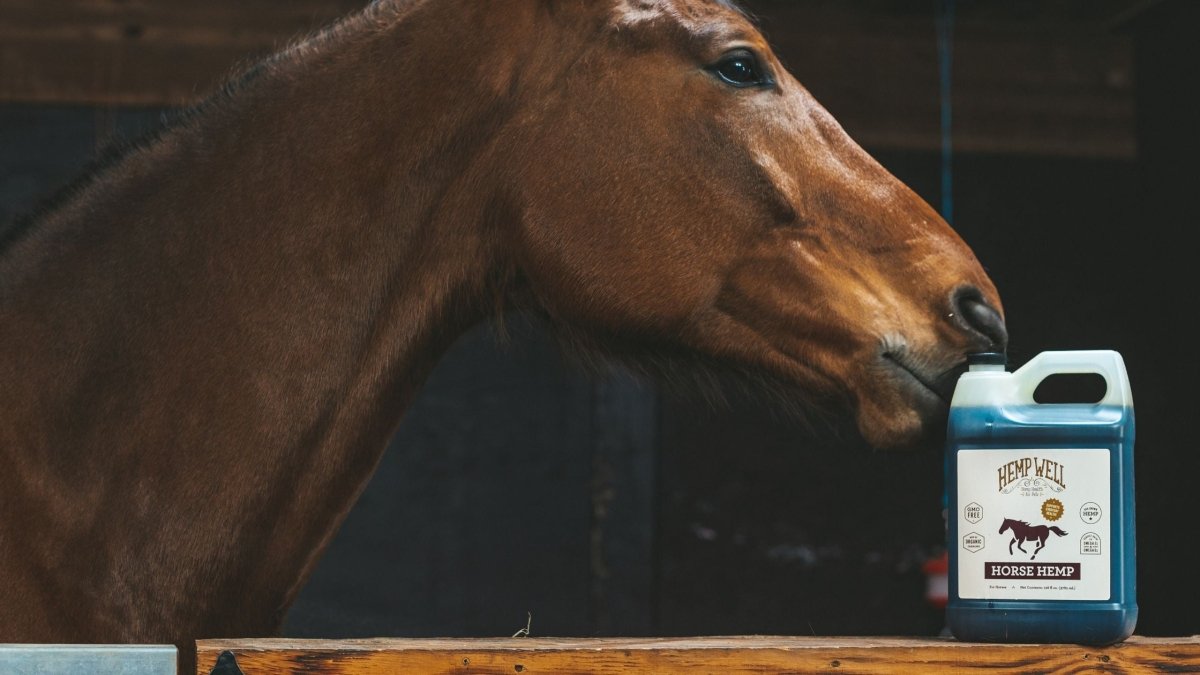 Discovering the Benefits of Organic Hempseed Oil for Horses - Hemp Well