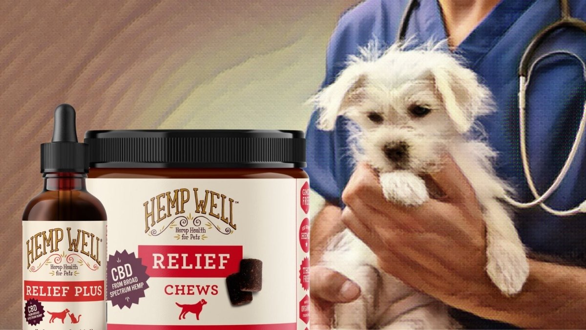 Do vets recommend CBD for dogs? - Hemp Well