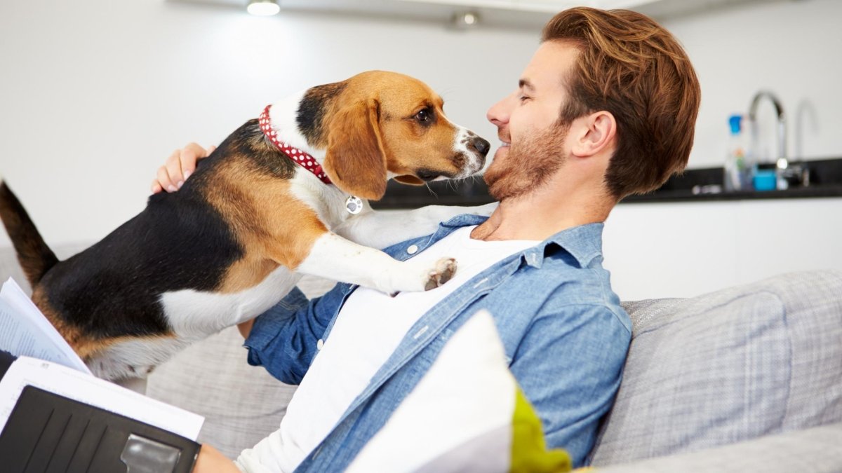 Does Pet Insurance Cover the Cost of CBD Products for Your Furry Friend? - Hemp Well