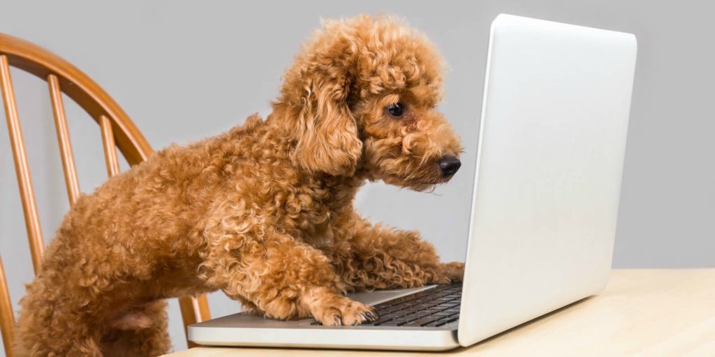 Dog and Cat CBD sold on Chewy (where is it?)