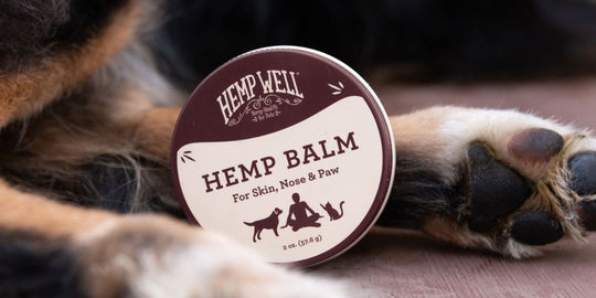 Dog Itchy Skin in Winter: Why It Happens &amp; How to Help