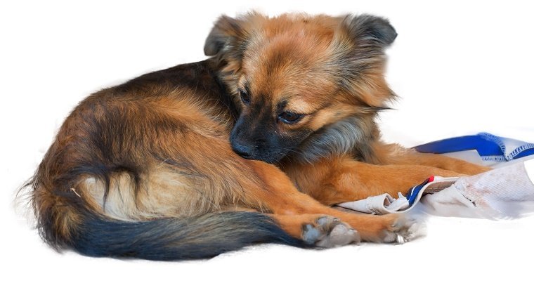 Why Does My Dog Keep Licking Their Paws?