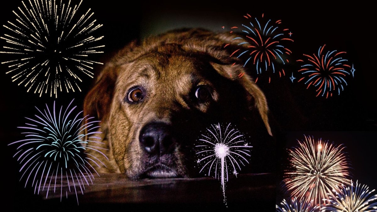 Scared Dog Fireworks Fireworks Support For Animals