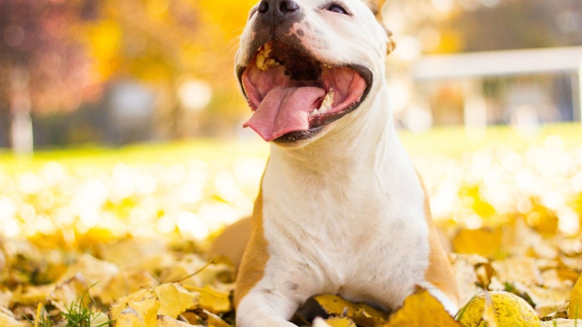 Dog spleens are wildly different from human spleens - Hemp Well