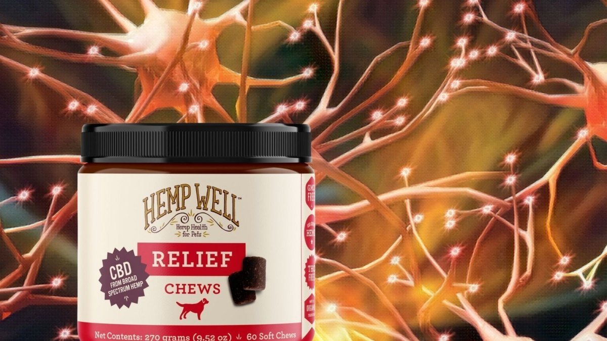 Dogs and Cannabinoids: How Cannabinoid Receptors in Dogs Could Promote Their Health - Hemp Well