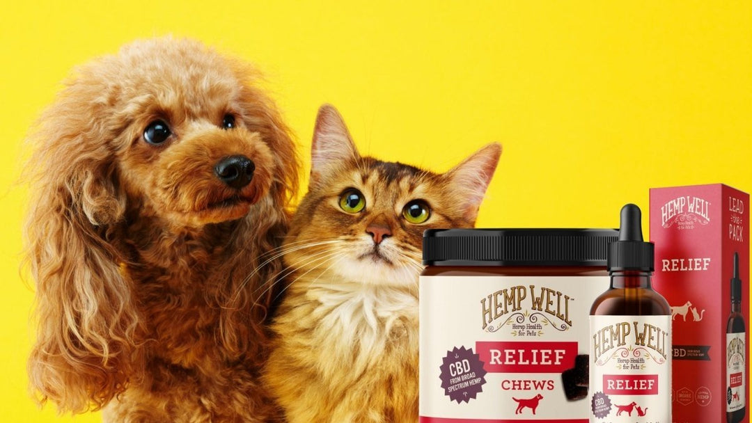 Dogs Have More Cannabinoid Receptors: What It Means for Their Health | Hemp Well