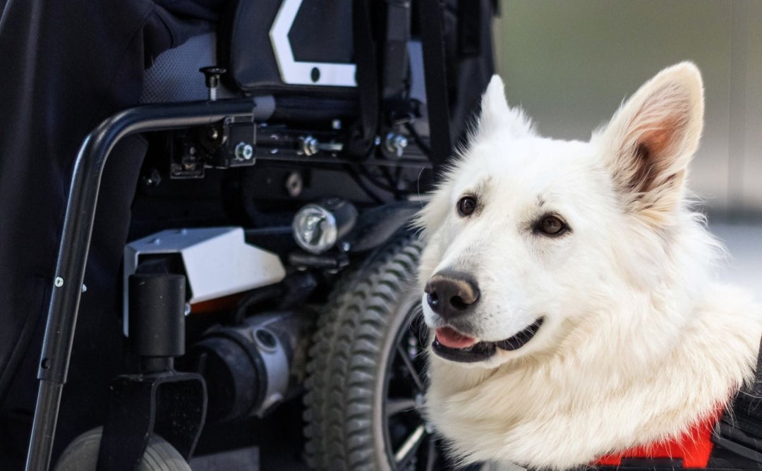 DOJ Sues Uber for Denying Rides to Passengers with Service Dogs and Wheelchairs