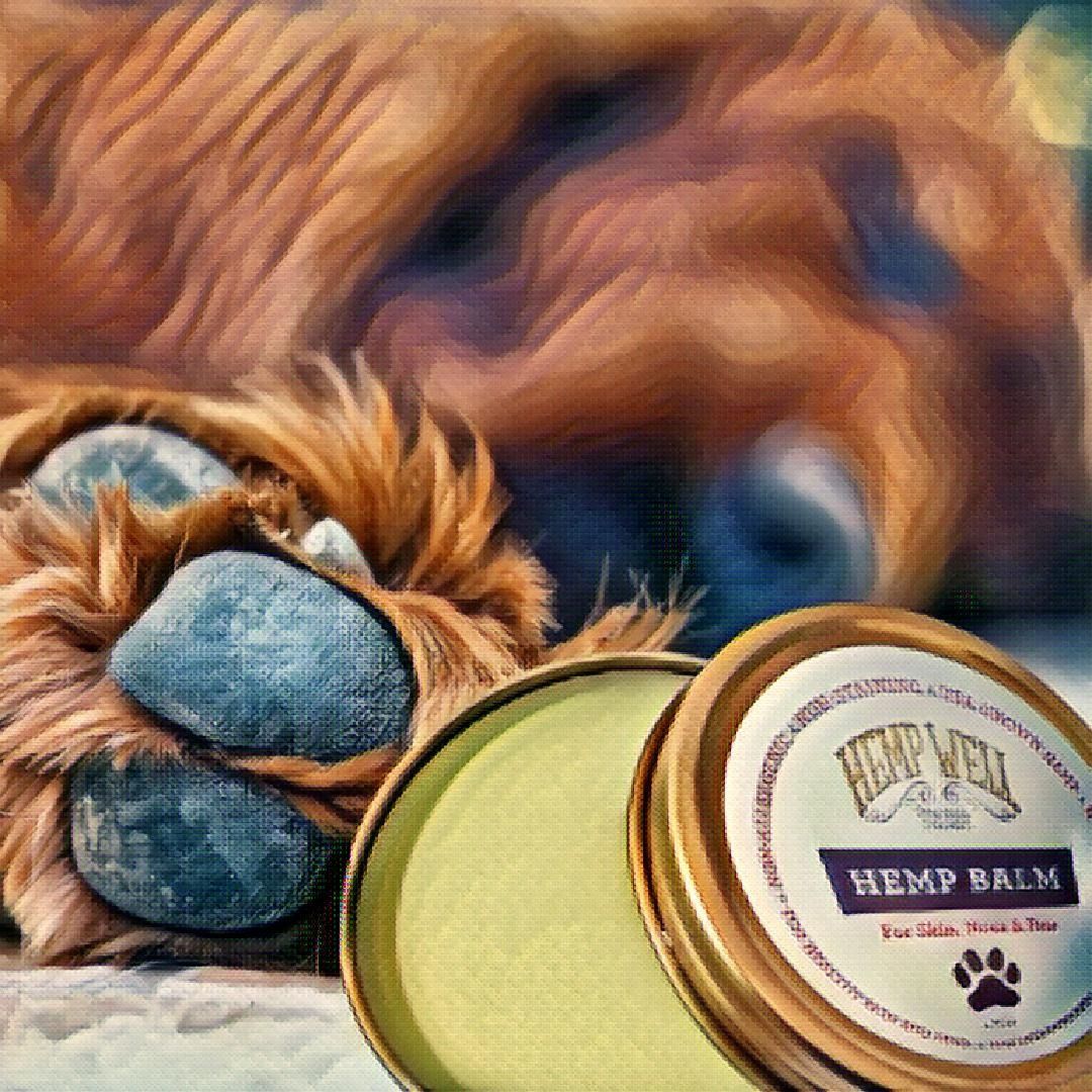 Dry Itchy Skin on Dogs: Easy Solutions to Avoid them during Winter