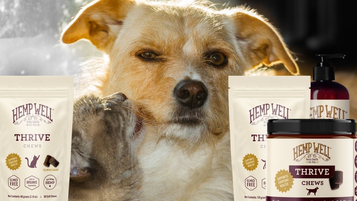 Everyday Hemp Health For Dogs - Hemp Well Thrive - Hemp Well
