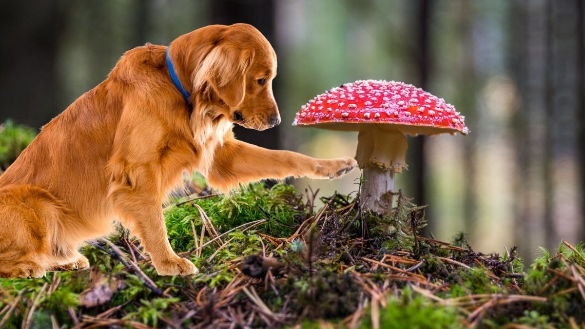 Exploring the Potential Benefits of Mushrooms for Dogs - Hemp Well