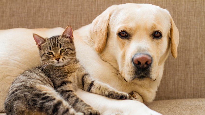 For Every Stage And Situation Of A Pet's Life - Hemp Well