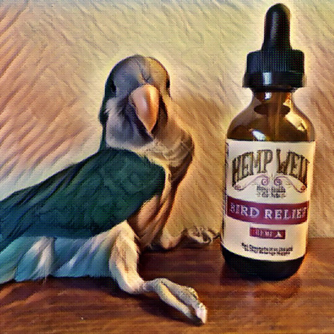 Giving CBD oil to your bird - Hemp Well