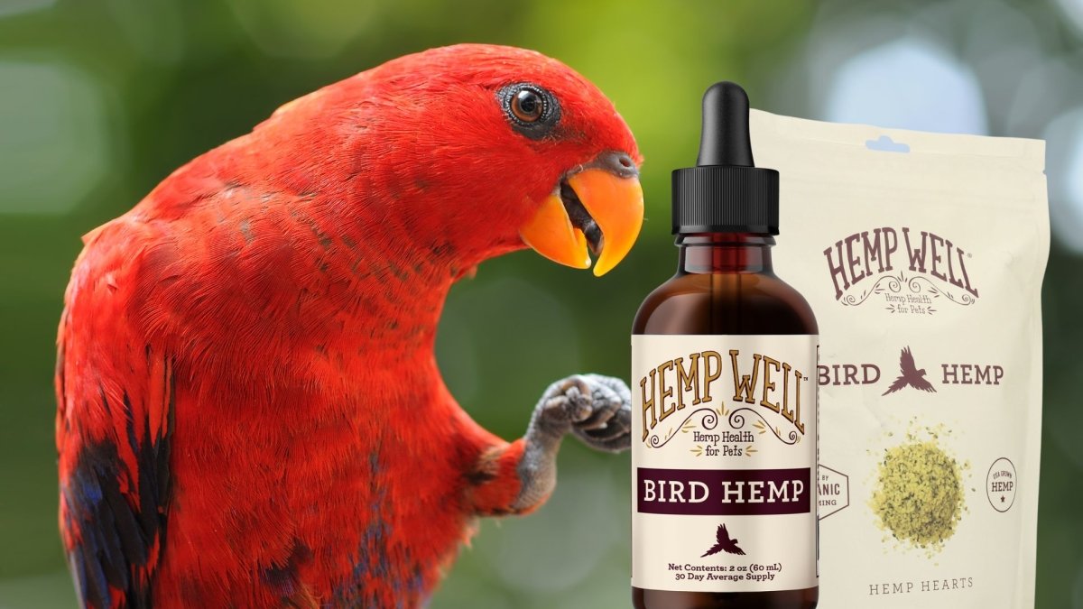 Help With Screaming and Feather Plucking in Birds - Hemp Well