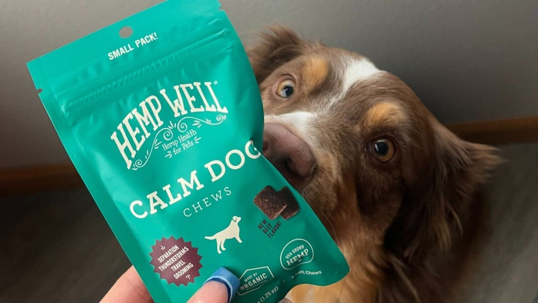 Helping Your Dog Stay Calm During Fireworks with Hemp Well Calm Dog Soft Chews