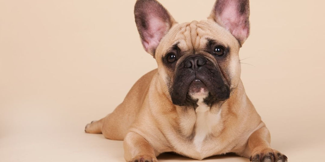 Hemp & CBD for French Bulldogs: Benefits, Safe Dosage Guide, and Top Picks